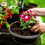 Sognare di piantare fiori