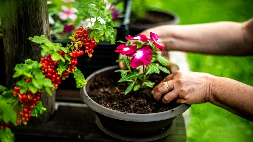 Sognare di piantare fiori