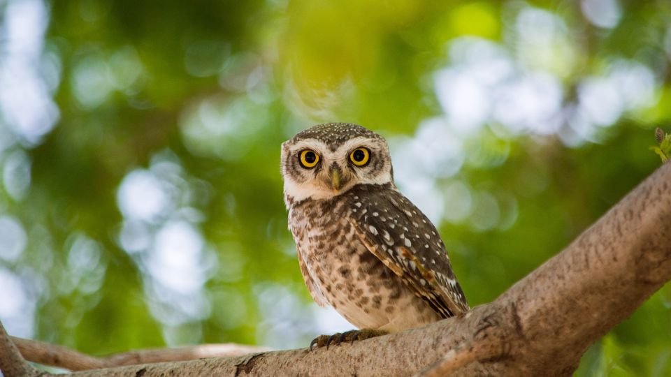 Sognare un gufo una civetta un barbagianni